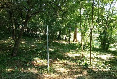 Teren de 1000 mp, în Vărbila - 8
