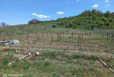 Spațiu comercial, în Scăești - 1