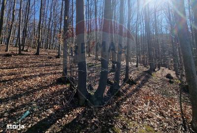 Teren de 4985 mp, în Sascut - 9