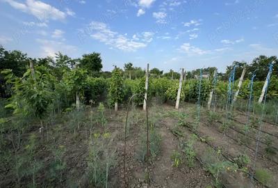 Casa Lacu Sarat Brailei Casa Lacu Sarat Brailei - 7