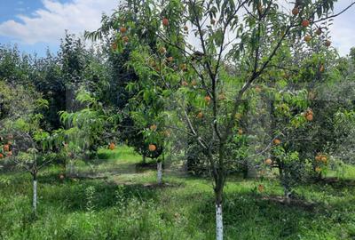 Casa individuala, 268 mp utili, 2145 teren, livada, Turda - 11