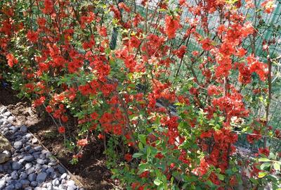 Vanzare vila deosebita mobilata si utilata Corbeanca - 57