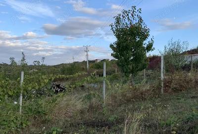 Ichiriez Teren ingradit cu apa si canalizare Oradea, str. Sofiei - 7