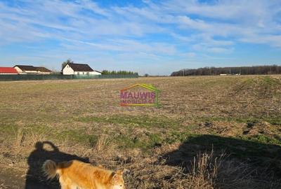 Cornetu  Strada Stejarului - 5