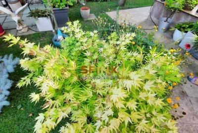 Casă individuală cu 5 camere cu Canalizare în Giulești - 37