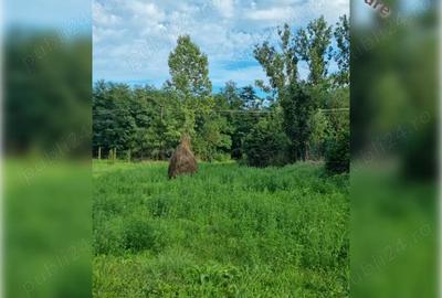 Teren de 1800 mp, în Ciurila - 6