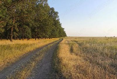 Teren de 20000 mp, în Colareț - 1
