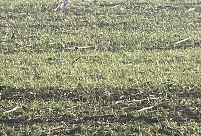 Vânzare Teren Intravilan Vânzare Teren Intravilan - 2