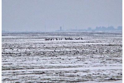 Spațiu comercial, în Frumușani - 8