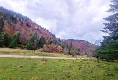 Teren intravilan panoramic 4.600mp,view iconic Piatra Craiul - 2