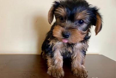 Spațiu comercial, de 20 mp, în Central - 1