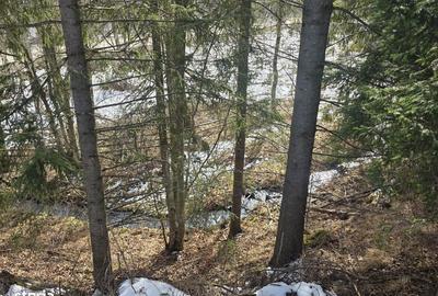 Teren de 15000 mp, în Șaru Dornei - 3