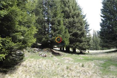 Teren de 50000 mp, în Pietroșița - 3