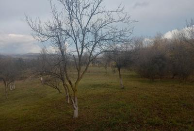 Teren intravilan Drajna 4062mp - 11