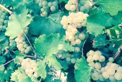 Teren de 53000 mp, în Călinești - 6