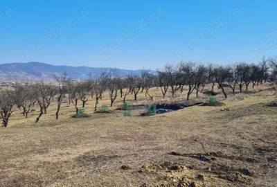 Teren de 1400 mp, în 700