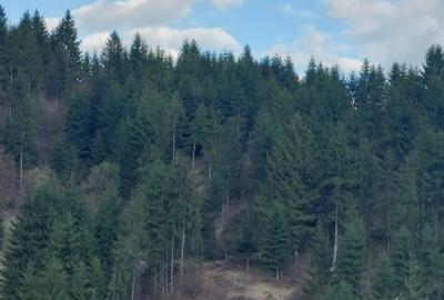 Teren Construcții intravilan de 10000 mp, în Albac - 8