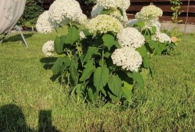 Casa 4 camere cu curte - 2