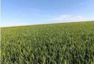 Teren Extravilan Albesti Paleologu, ID: R2586757 - 1