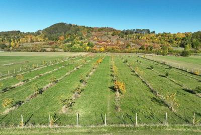 Teren intravilan de 13965 mp, în Aușeu - 10