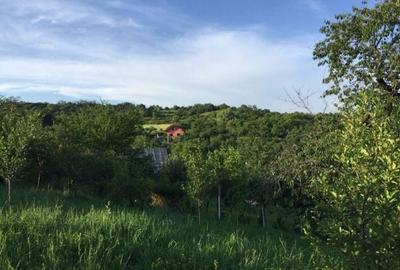 Teren de 1765 mp, în Podgoria - 4