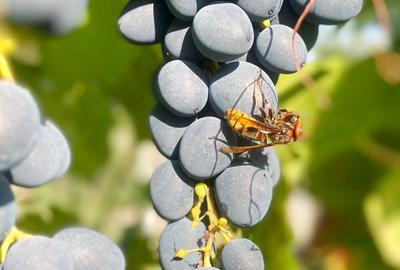 Casă cu 4 camere cu Garaj în Exterior Est - 26