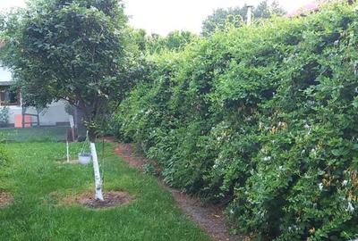 Casa si teren 1815 m - 6