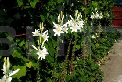 Casă cu 3 camere cu Canalizare în Central - 11