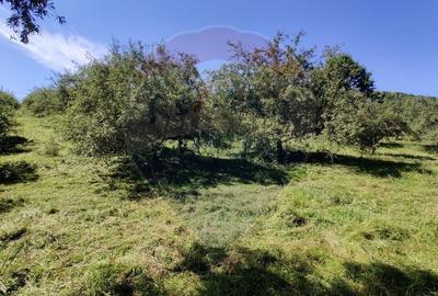 Teren Construcții intravilan de 3718 mp, în Remetea Chioarului - 3