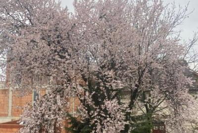 Vila de vanzare, 520 mp, zona Orasul Vechi - 21