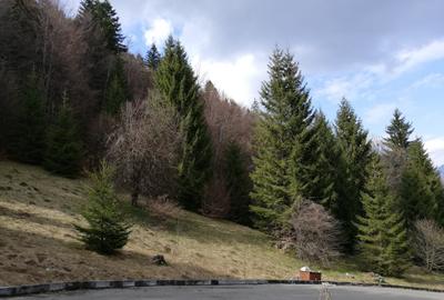 "Oază montană la Pârâul Rece – pensiune complet funcțională, în inima pădurii. - 4