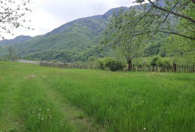 Teren de 1000 mp, în Malaia - 5