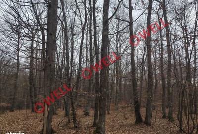 Spațiu comercial, în Dalnic - 2