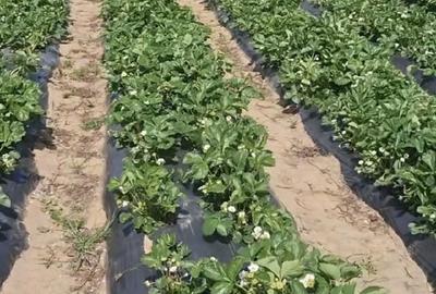 Casă cu Teren 2600 Mp în Bascov