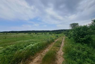 Teren intravilan 3656 mp - Padurea Andronache Teren intravilan 3656 mp - Padurea Andronache - 2