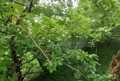 Apartament 3 camere parter înalt cu grădină proprie de 128 mp și pomi fructiferi - 8