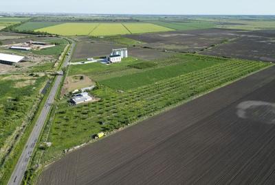 Livadă de nuci și pruni 2.4ha în Variașu Mare - 8
