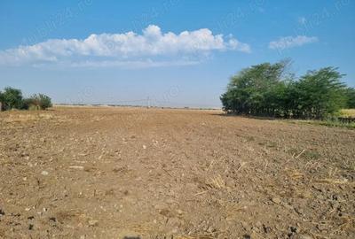 Vanzare Teren Rezidential Cernica Balaceanca 4000mp - 8