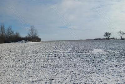 Teren de 2400 mp, în Oporelu - 5