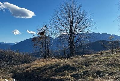 Teren de 20340 mp, în Crizbav - 3