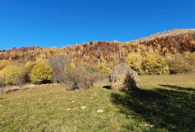 Teren de 13046 mp, în Muntele Rece - 2