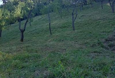 Teren de 9000 mp, în Salva - 3