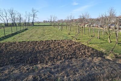 Casă cu 3 camere în Șofronea - 7