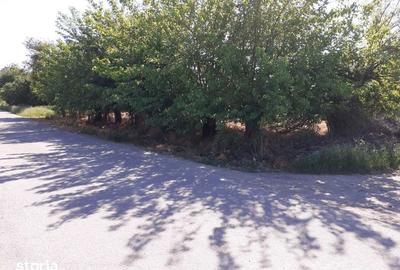 Teren de 928 mp, în Vasilați - 6