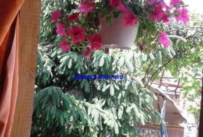 CASA DE VANZARE OVIDIU - 8