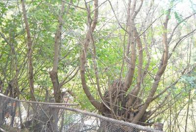 Brasov-Schei -Teren intravilan de vanzare - 3