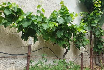 Casă cu 4 camere în Ciuchici - 5