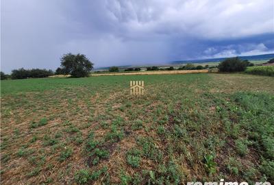 Casa Orheienilor! - 11