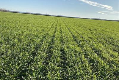 Teren de 1000 mp, în Central - 1