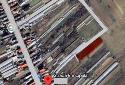 Teren Construcții intravilan de 1430 mp, în Copăceni - 5